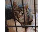 Adopt MOWGLI a Brown or Chocolate Domestic Shorthair / Mixed (short coat) cat in