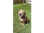 Adopt Cocoa a Tan/Yellow/Fawn - with White Pit Bull Terrier / Mixed dog in