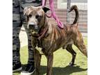 Adopt Simon a Brindle Cane Corso / Mixed dog in St. Thomas, VI (36098431)