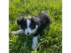 Border Collie Puppy for sale in Browns, IL, USA