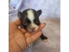 Chihuahua Puppy for sale in Kiln, MS, USA