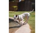 Adopt MILLIE a White - with Black Bull Terrier / Mixed dog in Palm Desert