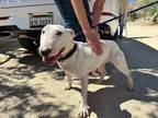 Adopt MICHELLE a White Bull Terrier / Mixed dog in Palm Desert, CA (36290269)