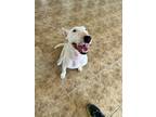 Adopt RIESLING a White Bull Terrier / Mixed dog in Palm Desert, CA (36290270)