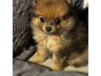 Pomeranian Puppy for sale in Midland, MI, USA