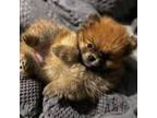 Pomeranian Puppy for sale in Midland, MI, USA