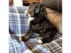 Aussiedoodle Puppy for sale in Lebanon, OR, USA