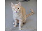 Adopt Nalu - Working Cat a White (Mostly) Domestic Shorthair / Mixed cat in