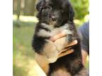 Australian Shepherd Puppy for sale in Turlock, CA, USA
