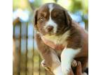 Australian Shepherd Puppy for sale in Turlock, CA, USA