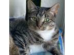 Adopt Diona a Gray or Blue Domestic Shorthair / Mixed cat in Austin