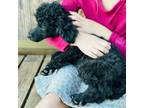 Poodle (Toy) Puppy for sale in Belton, TX, USA