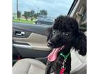 Poodle (Toy) Puppy for sale in Belton, TX, USA