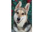 Adopt Khloe von Korle a Tricolor (Tan/Brown & Black & White) German Shepherd Dog