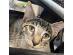 Adopt Jasper a Gray or Blue Domestic Shorthair / Mixed cat in Philadelphia
