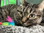 Adopt Mina a Brown Tabby Domestic Shorthair (short coat) cat in CLEVELAND
