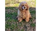 Cocker Spaniel Puppy for sale in Shelbyville, TX, USA