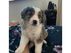 Miniature Australian Shepherd Puppy for sale in Aubrey, TX, USA