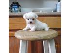 Maltese Puppy for sale in Poplar Bluff, MO, USA