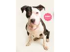Adopt BEVERLY (1% Great Dane!) a Black - with White Pit Bull Terrier / American