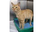 Adopt FIELDER a Domestic Shorthair / Mixed (short coat) cat in Battle Creek
