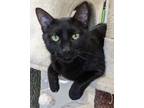 Adopt JORDYN a Domestic Shorthair / Mixed (short coat) cat in Battle Creek