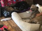 Adopt Nila 2 a American Pit Bull Terrier / Mixed dog in Lake Charles