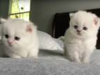 Brithish Shorthair Kittens