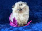 Persian Himalayan Kitten