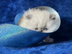 Persian Himalayan Kitten Blue Point Male
