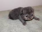 Female Blue Cream Persian Kitten