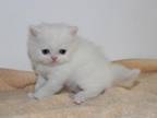 CFA White Male Persian Kitten