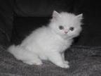 CFA White Male Persian Kitten