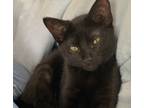 Adopt Mabel a All Black Domestic Shorthair / Mixed cat in Fort Worth