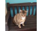 Adopt Big Girl a Domestic Shorthair / Mixed (short coat) cat in Kendallville