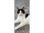 Adopt Vesi a Domestic Shorthair / Mixed (short coat) cat in Kendallville