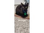 Adopt Wallaby a Domestic Shorthair / Mixed (short coat) cat in Kendallville