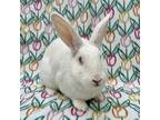 Adopt Roux a Albino or Red-Eyed White American (short coat) rabbit in Williston