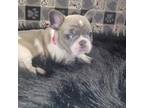 French Bulldog Puppy for sale in Yorktown, IN, USA