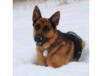 German Shepherd Dog Puppy for sale in Iron Mountain, MI, USA