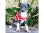 Italian Greyhound Puppy for sale in Choudrant, LA, USA