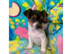Chorkie Puppy for sale in Allendale, MI, USA