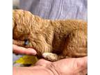 Goldendoodle Puppy for sale in Lehigh Acres, FL, USA