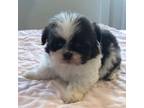 Shih Tzu Puppy for sale in Adolphus, KY, USA