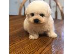 Bichon Frise Puppy for sale in Adolphus, KY, USA