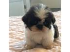 Shih Tzu Puppy for sale in Adolphus, KY, USA