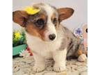 Pembroke Welsh Corgi Puppy for sale in Lebanon, MO, USA