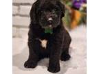 Saint Berdoodle Puppy for sale in Ponchatoula, LA, USA