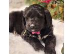 Saint Berdoodle Puppy for sale in Ponchatoula, LA, USA