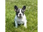 French Bulldog Puppy for sale in Saint Clair, MI, USA